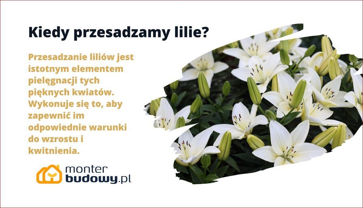 Kiedy przesadzamy krzewy? Sekrety ogrodników dla bujnego wzrostu! () Kiedy przesadzamy krzewy? Sekrety ogrodników dla bujnego wzrostu!