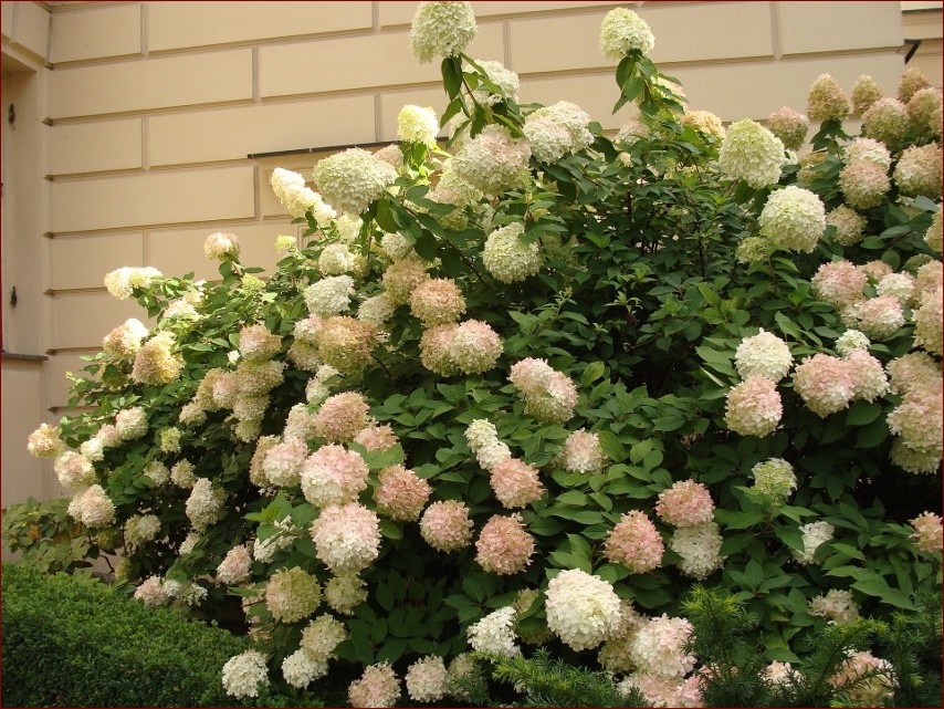 Kiedy przyciąć hortensje? Kompleksowy przewodnik na 2024 rok – terminy, techniki, pielęgnacja