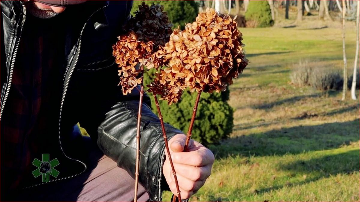 Kiedy przyciąć hortensje? Kompleksowy przewodnik na 2024 rok – terminy, techniki, pielęgnacja