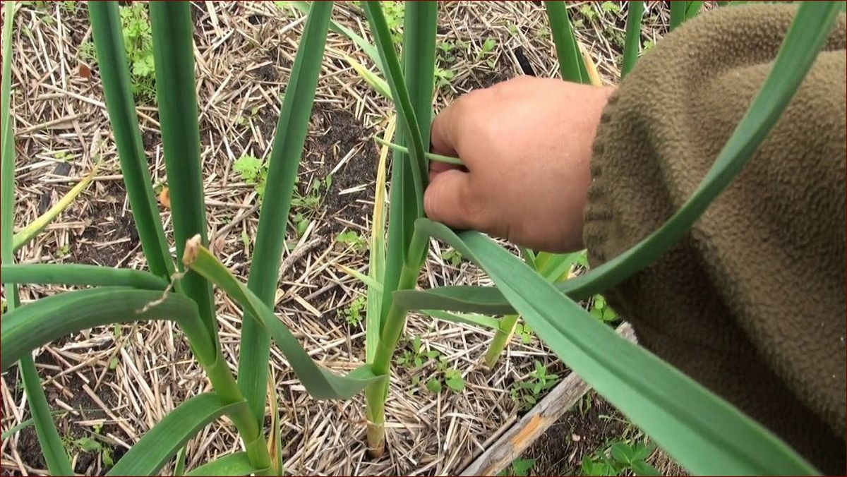 Kiedy przyciąć wisterię? Sekrety bujnego kwitnienia ujawnione!