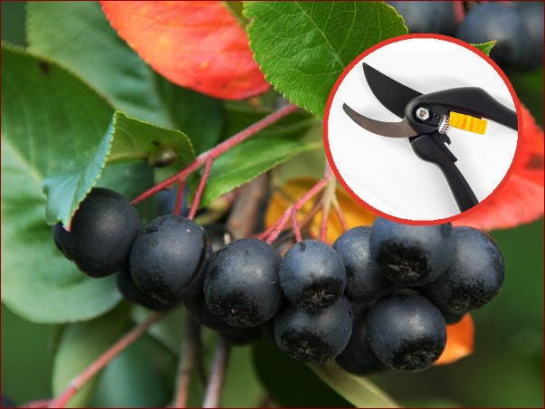 Kiedy przycinać aronię? Poznaj najlepszy czas i techniki przycinania!