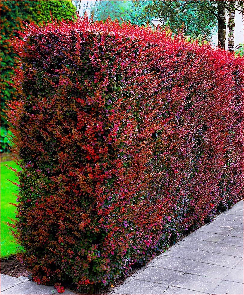 Kiedy przycinać berberys czerwony? Poznaj najlepszy czas na przycięcie tej ozdobnej rośliny!