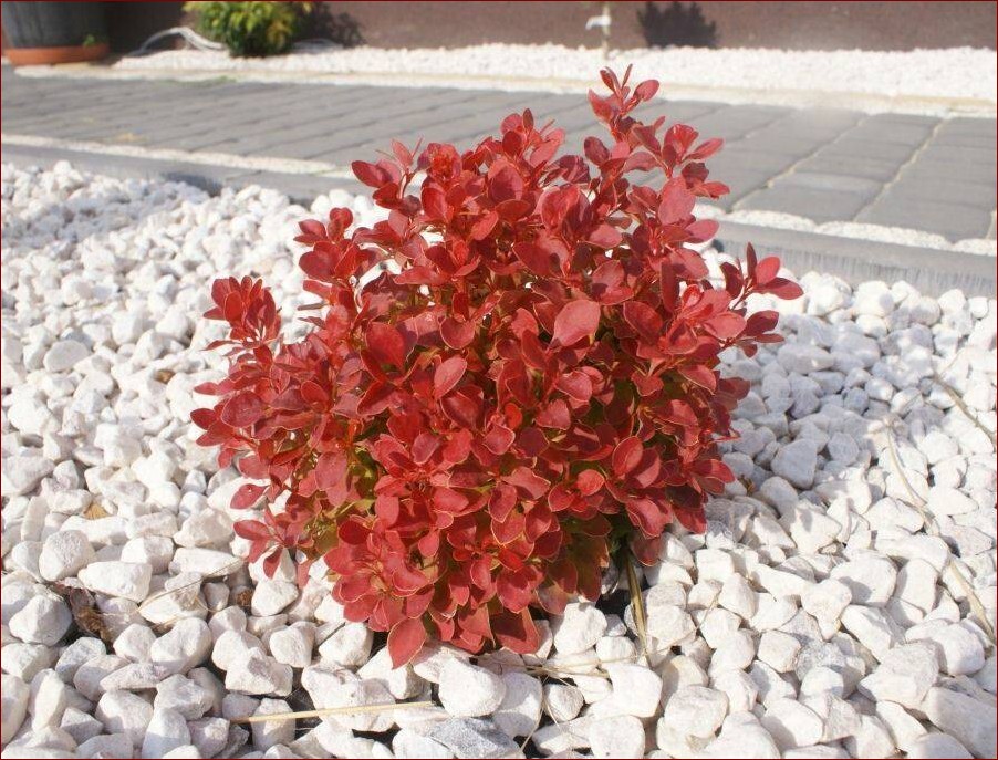 Kiedy przycinać berberys czerwony? Poznaj najlepszy czas na przycięcie tej ozdobnej rośliny!