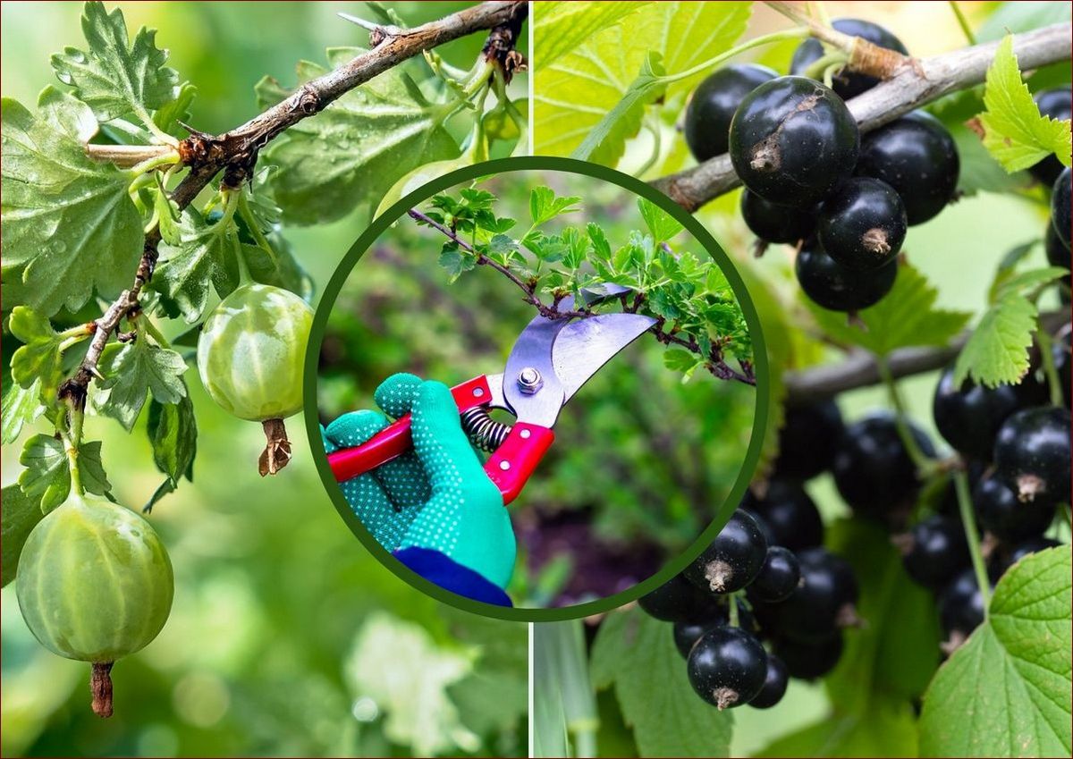 Kiedy przycinać czarną porzeczkę? Kompleksowy przewodnik dla obfitych plonów