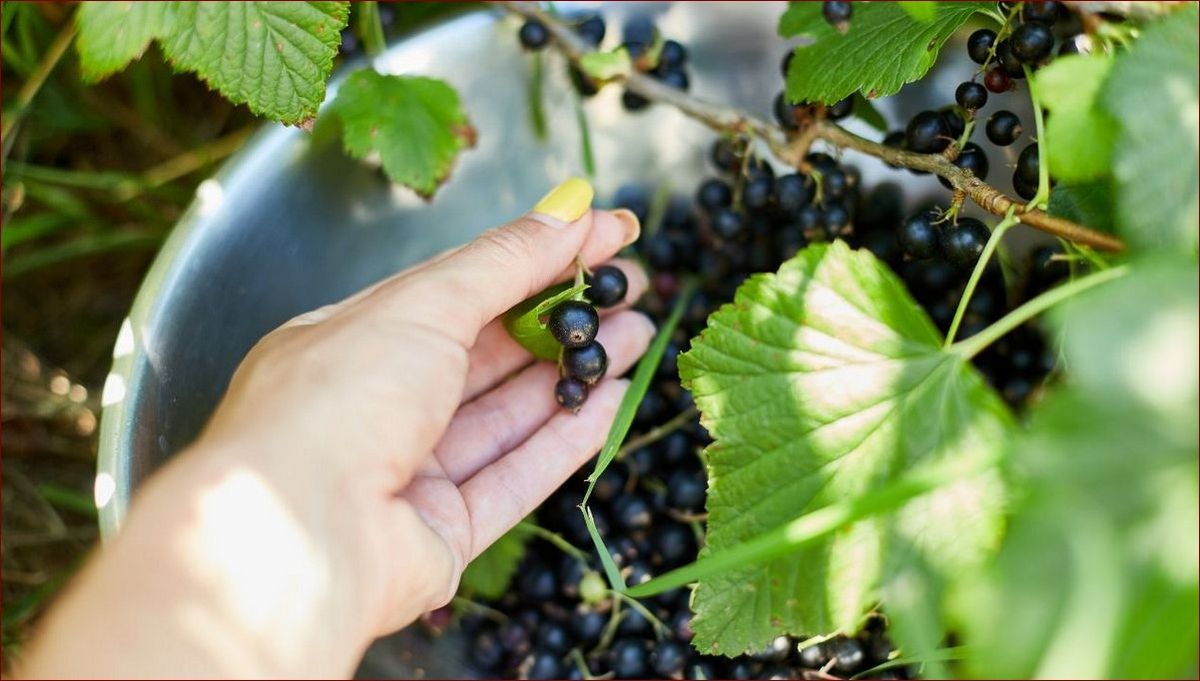 Kiedy przycinać czarną porzeczkę? Kompleksowy przewodnik dla obfitych plonów