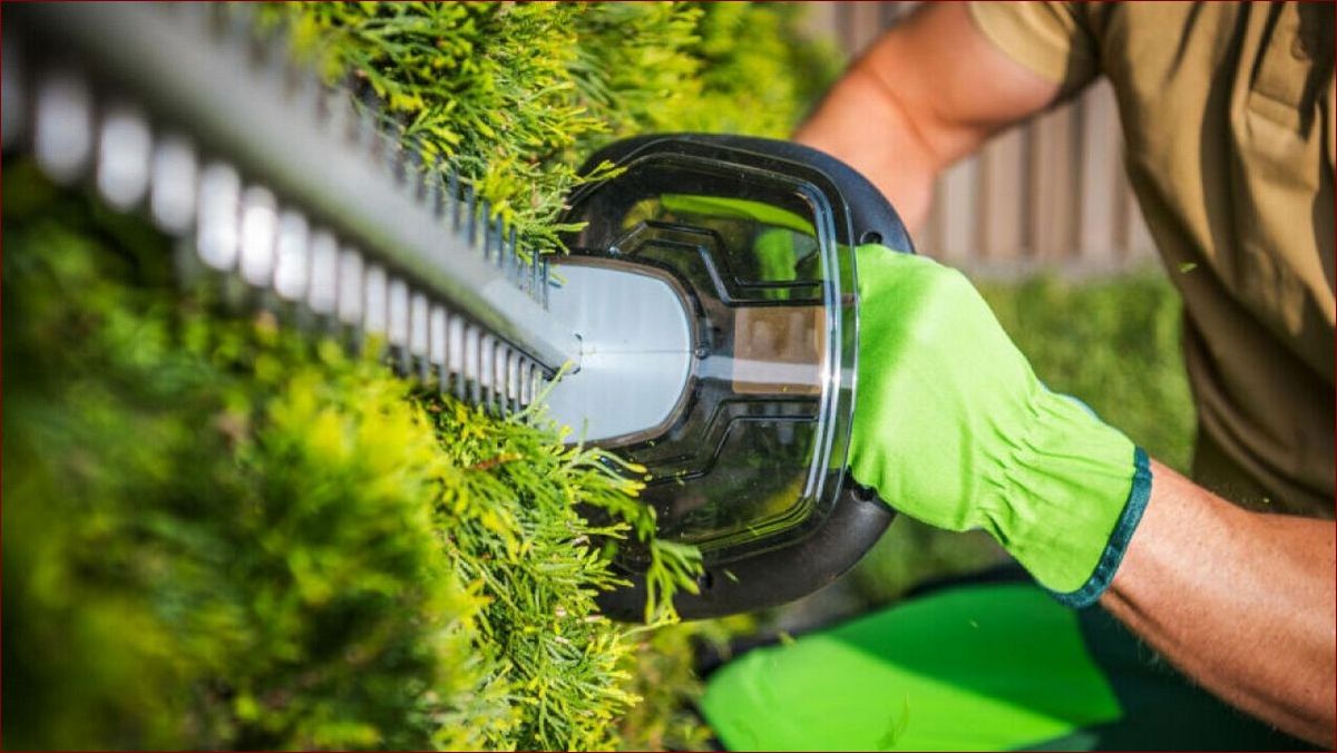 Kiedy przycinać grusze? Podpowiedzi dla ogrodników, by stymulować wzrost i zbiory () Kiedy przycinać grusze? Podpowiedzi dla ogrodników, by stymulować wzrost i zbiory