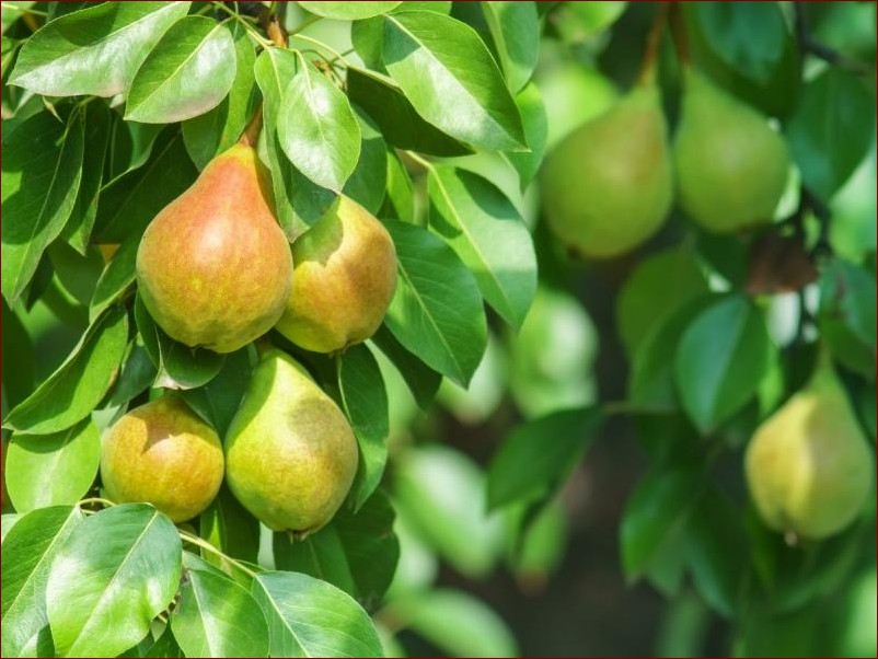 Kiedy przycinać grusze? Podpowiedzi dla ogrodników, by stymulować wzrost i zbiory () Kiedy przycinać grusze? Podpowiedzi dla ogrodników, by stymulować wzrost i zbiory