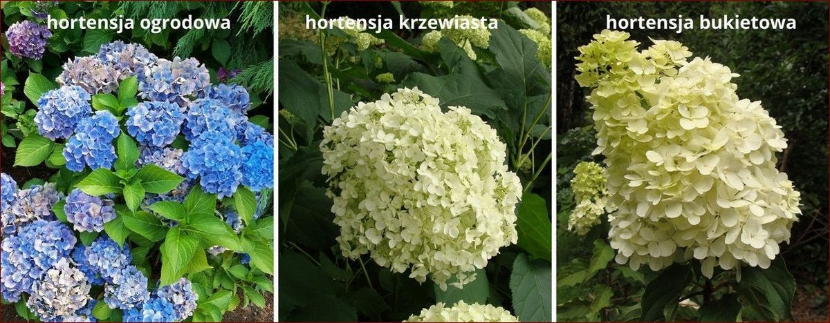 Kiedy przycinać hortensje Anabelle? Poznaj najlepszy czas i technikę przycinania