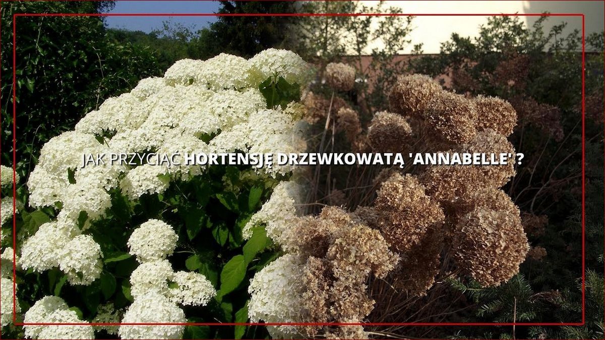 Kiedy przycinać hortensje Anabelle? Poznaj najlepszy czas i technikę przycinania