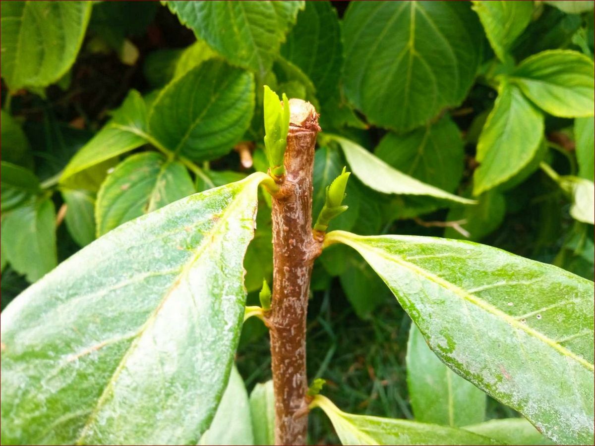 Kiedy przycinać laurowiśnie? Przewodnik dla ogrodu pełnego zieleni przez cały rok