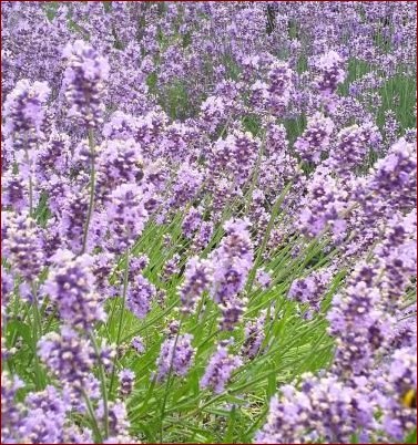 Kiedy przycinać lawendę? Kompleksowy poradnik dla ogrodników kochających aromat () Kiedy przycinać lawendę? Kompleksowy poradnik dla ogrodników kochających aromat
