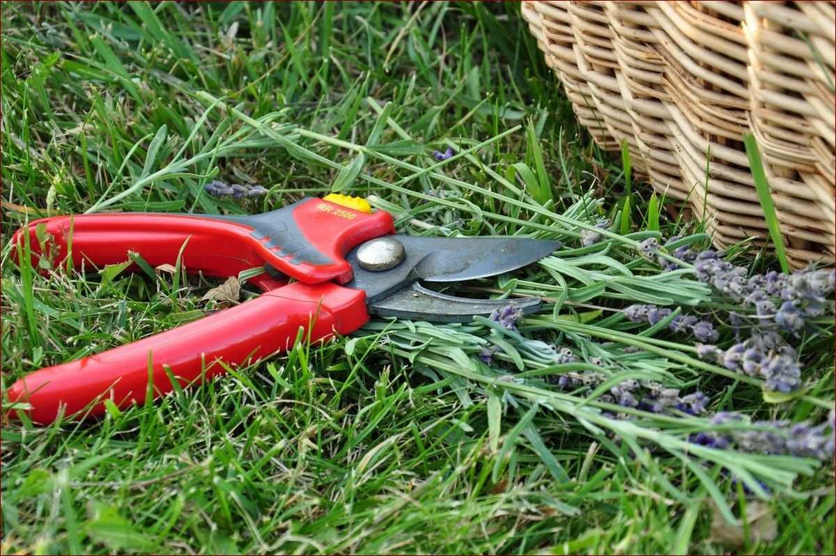 Kiedy przycinać lawendę? Kompleksowy poradnik dla ogrodników kochających aromat () Kiedy przycinać lawendę? Kompleksowy poradnik dla ogrodników kochających aromat