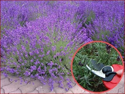 Kiedy przycinać lawendę? Kompleksowy poradnik dla ogrodników kochających aromat () Kiedy przycinać lawendę? Kompleksowy poradnik dla ogrodników kochających aromat