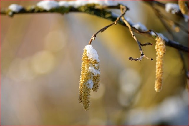 Kiedy przycinać leszczynę? Sekrety obfitych zbiorów orzechów!