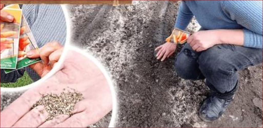 Kiedy przycinać leszczynę? Sekrety obfitych zbiorów orzechów!