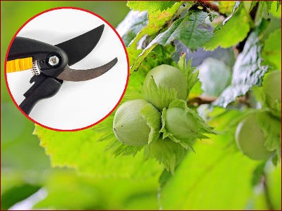 Kiedy przycinać leszczynę? Sekrety obfitych zbiorów orzechów!