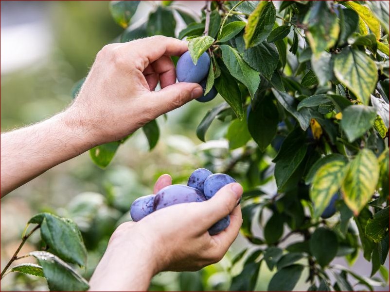 Kiedy przycinać śliwy? Poznaj 6 najlepszych terminów i technik przycinania