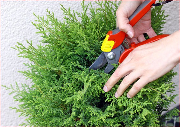 Kiedy przycinać perukowca? Poznaj sekrety optymalnego terminu i techniki przycinania