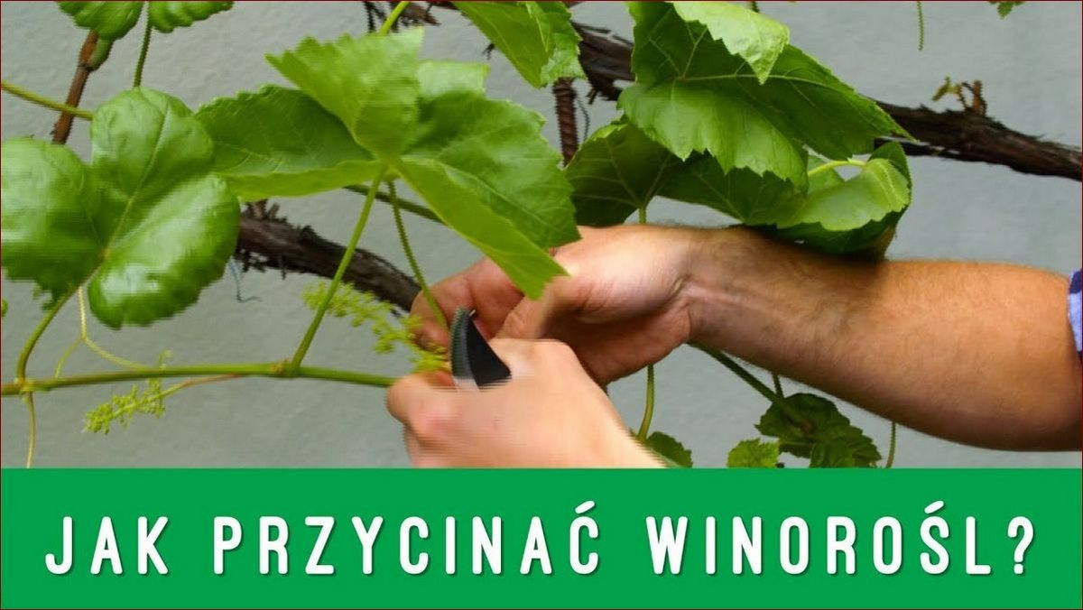 Kiedy przycinać perukowca? Poznaj sekrety optymalnego terminu i techniki przycinania