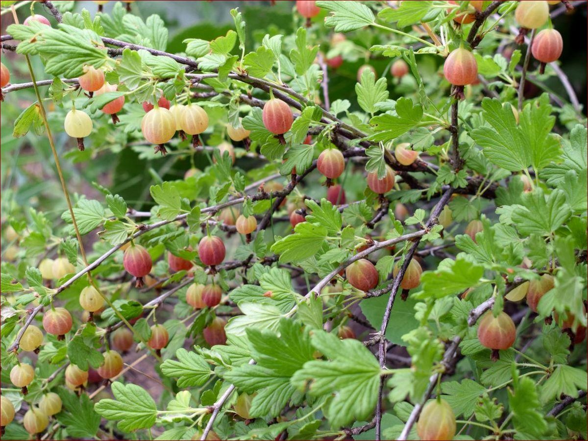 Kiedy przycinać porzeczki? Sprawdź nasz kompleksowy przewodnik z kalendarzem!