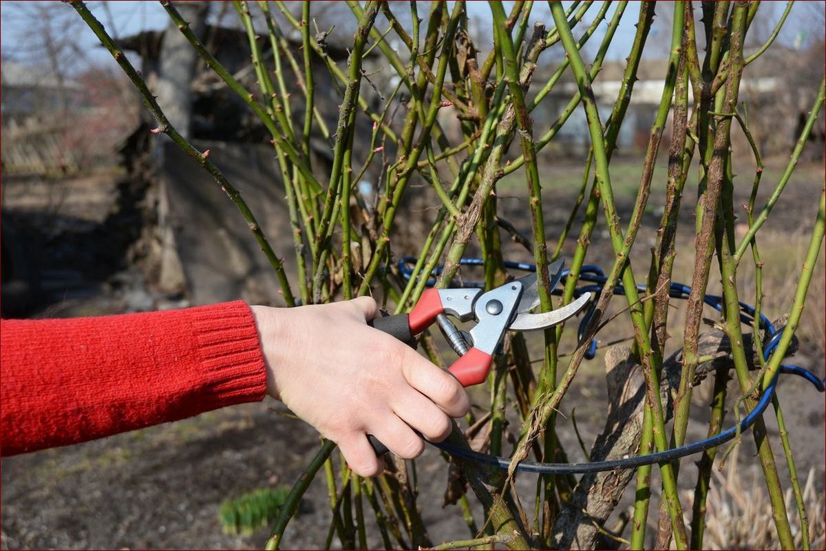 Kiedy przycinać róże na wiosnę? Poznaj sekret obfitego kwitnienia i zdrowych krzewów!