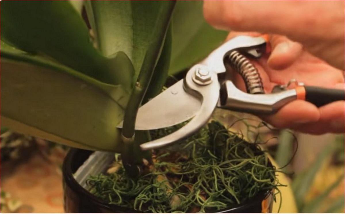 Kiedy przycinać wierzbę? Poznaj najlepszy czas i metody przycinania wierzby