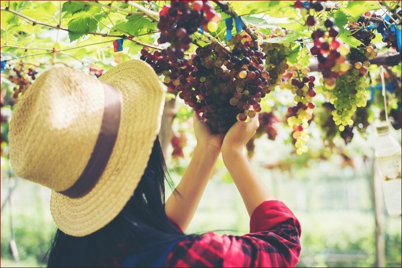 Kiedy przycinać winogrona? Poznaj najlepszy czas na zwiększenie plonów i jakości () Kiedy przycinać winogrona? Poznaj najlepszy czas na zwiększenie plonów i jakości