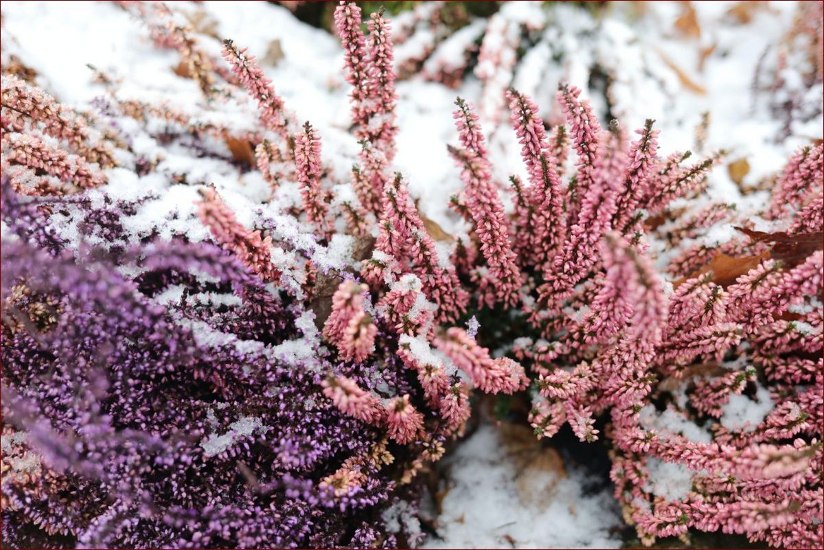 Kiedy przycinać wrzosy? Poznaj terminy i korzyści - kompleksowy poradnik