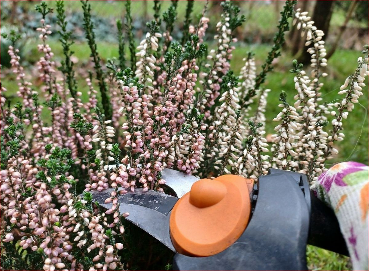 Kiedy przycinać wrzosy? Poznaj terminy i korzyści - kompleksowy poradnik