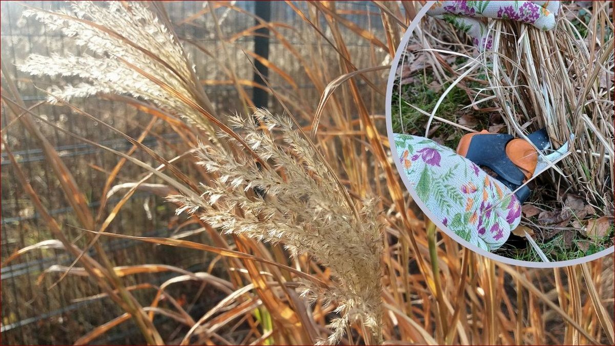 Kiedy przycinać wrzosy? Poznaj terminy i korzyści - kompleksowy poradnik