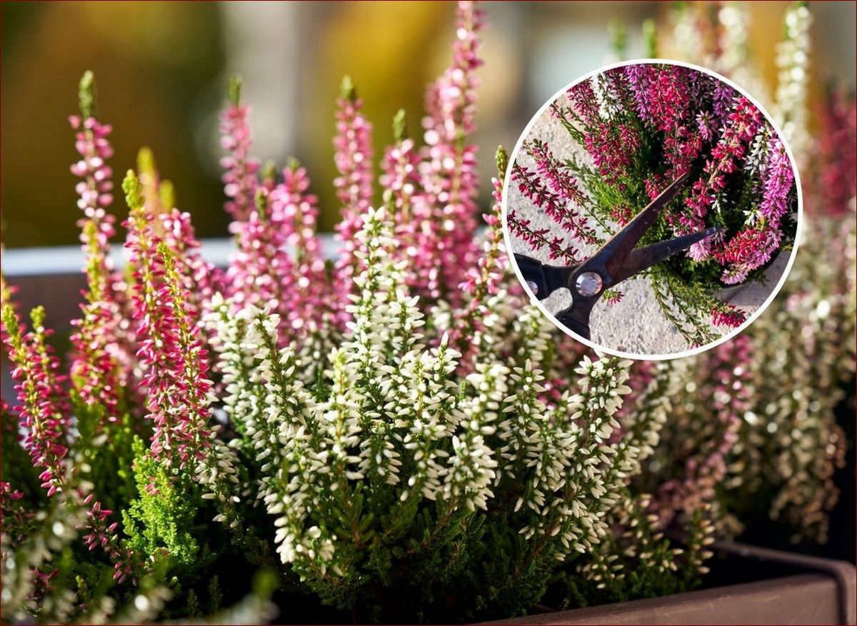 Kiedy przycinać wrzosy? Poznaj terminy i korzyści - kompleksowy poradnik