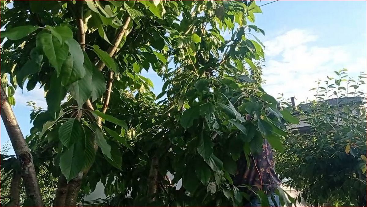 Kiedy przycinamy czereśnie? Sprawdź optymalny czas na formowanie drzew () Kiedy przycinamy czereśnie? Sprawdź optymalny czas na formowanie drzew