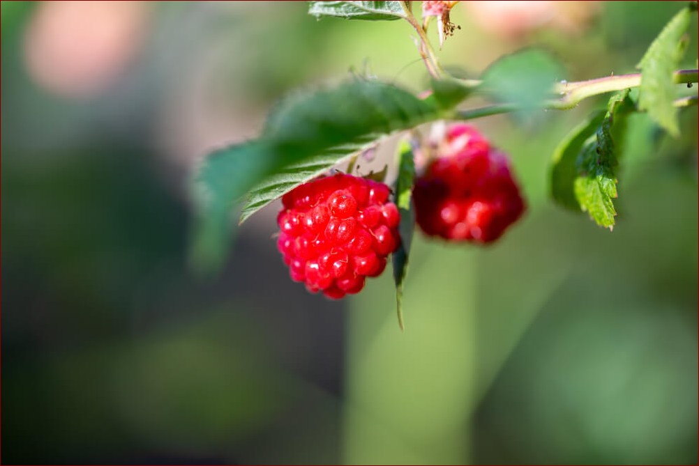 Kiedy przycinanie malin na wiosnę? Niezbędny poradnik krok po kroku