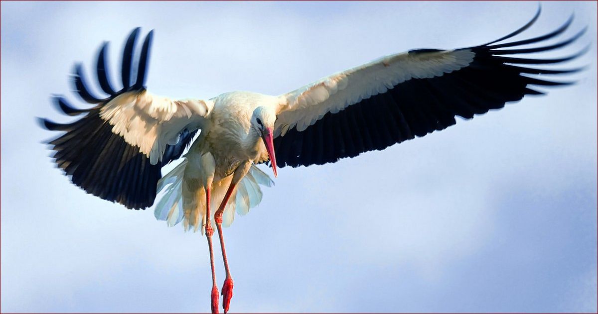 Kiedy przylatują bociany do Polski? Sprawdź terminy przylotów tych pięknych ptaków!
