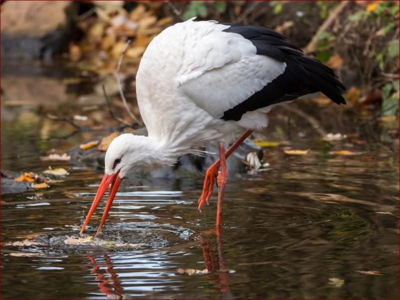 Kiedy przylatują bociany do Polski? Sprawdź terminy przylotów tych pięknych ptaków!