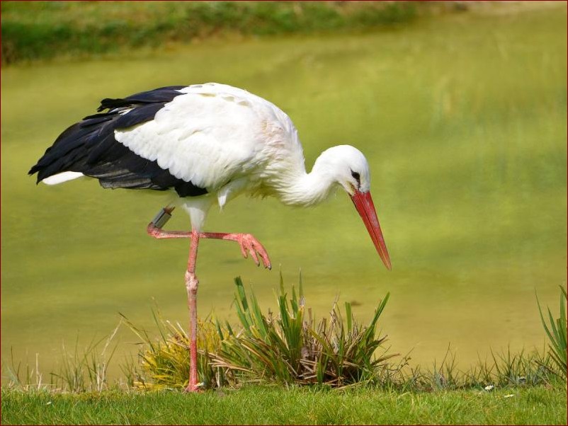 Kiedy przylatują bociany do Polski? Sprawdź terminy przylotów tych pięknych ptaków!