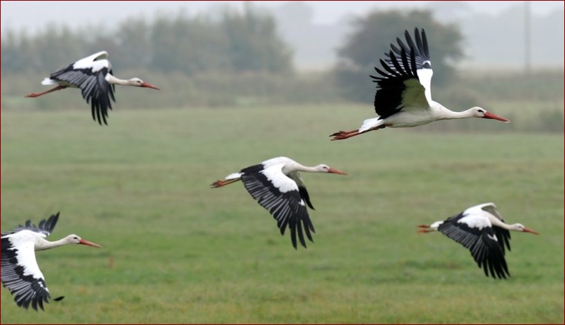 Kiedy przylatują bociany do Polski? Sprawdź terminy przylotów tych pięknych ptaków!