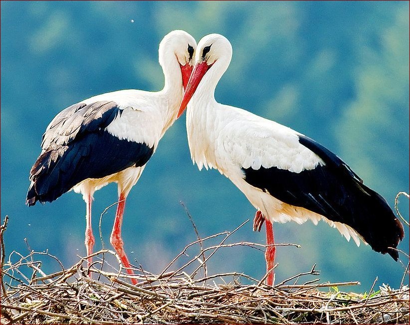 Kiedy przylatują bociany do Polski? Sprawdź terminy przylotów tych pięknych ptaków!