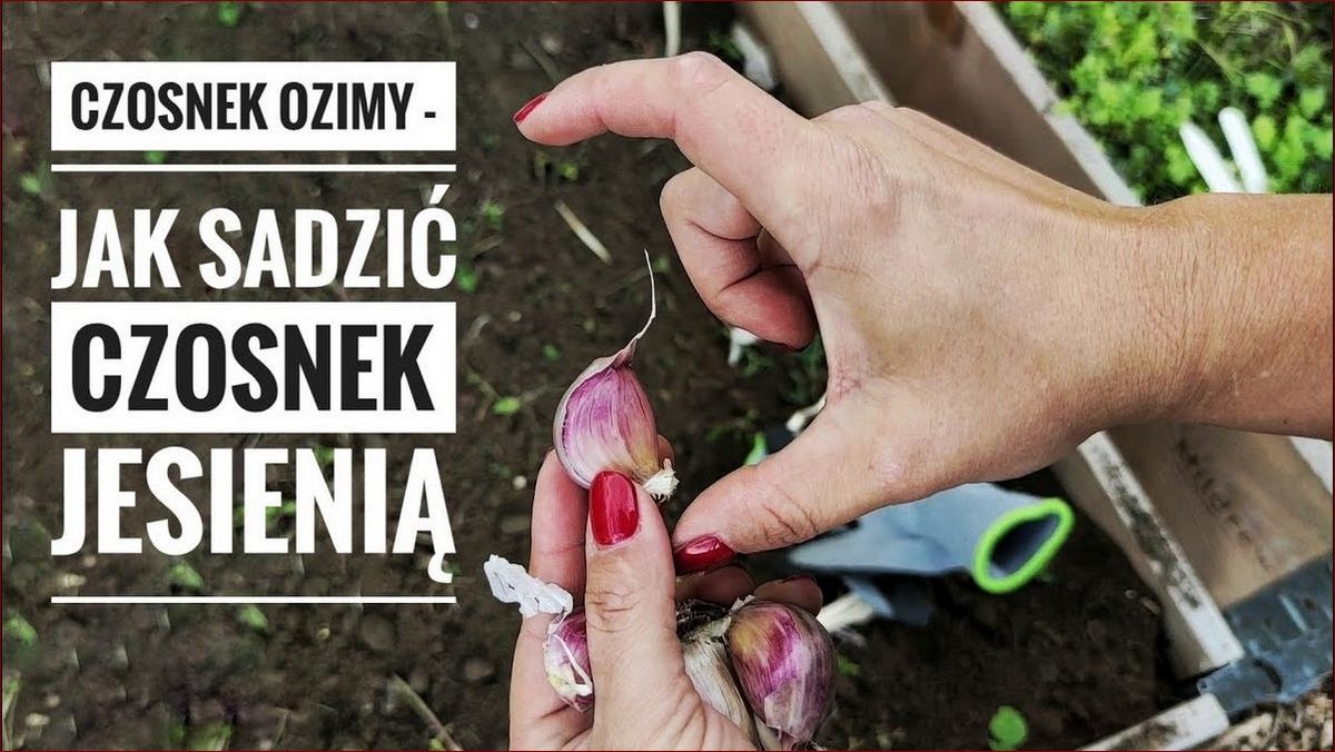 Kiedy sadzić czosnek? Poznaj najlepszy czas i techniki uprawy smacznego czosnku