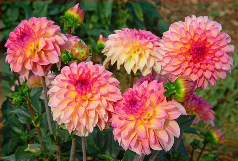 Kiedy sadzić dalie i mieczyki? Poznaj kluczowe terminy dla pięknych ogrodów