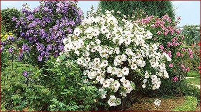 Kiedy sadzić hibiskusa? Kompleksowy przewodnik dla ogrodników