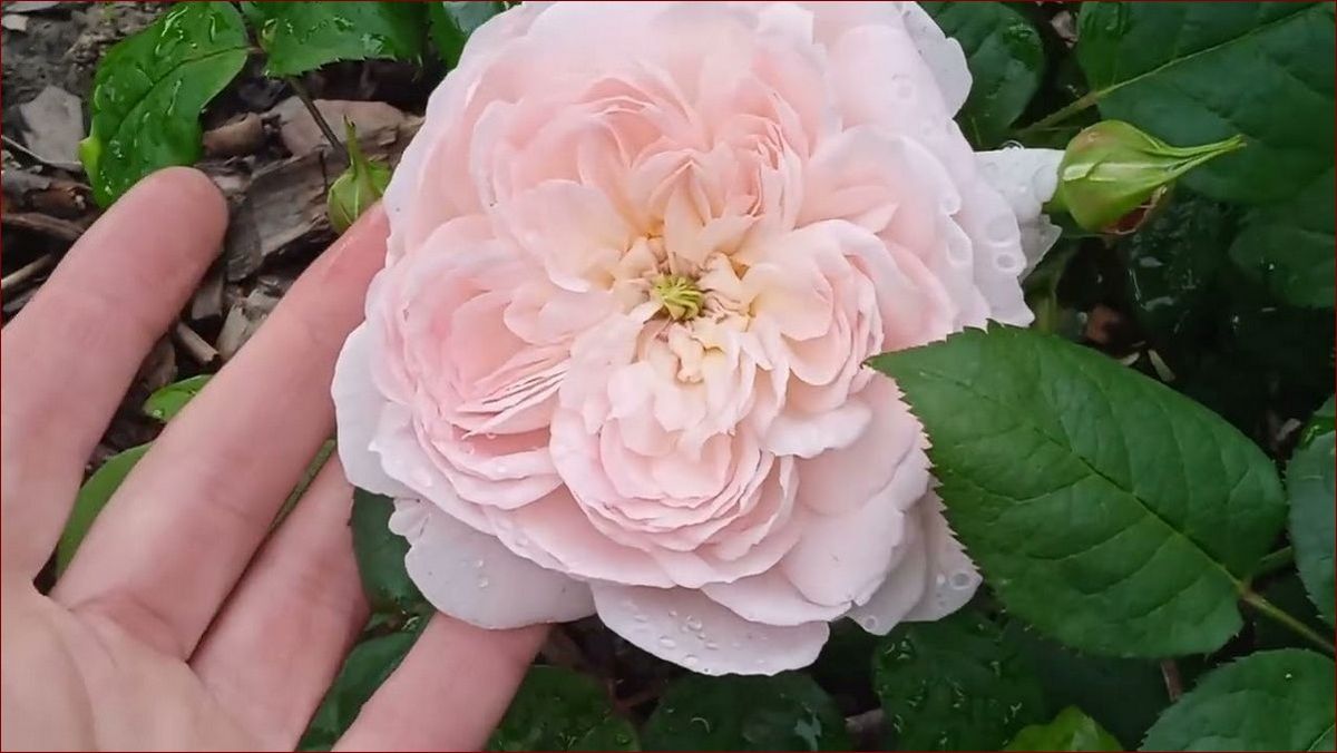 Kiedy sadzić hibiskusa? Kompleksowy przewodnik dla ogrodników