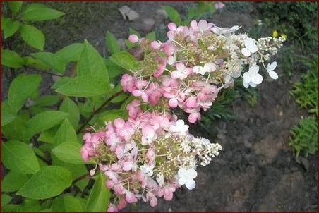 Kiedy sadzić hibiskusa? Kompleksowy przewodnik dla ogrodników