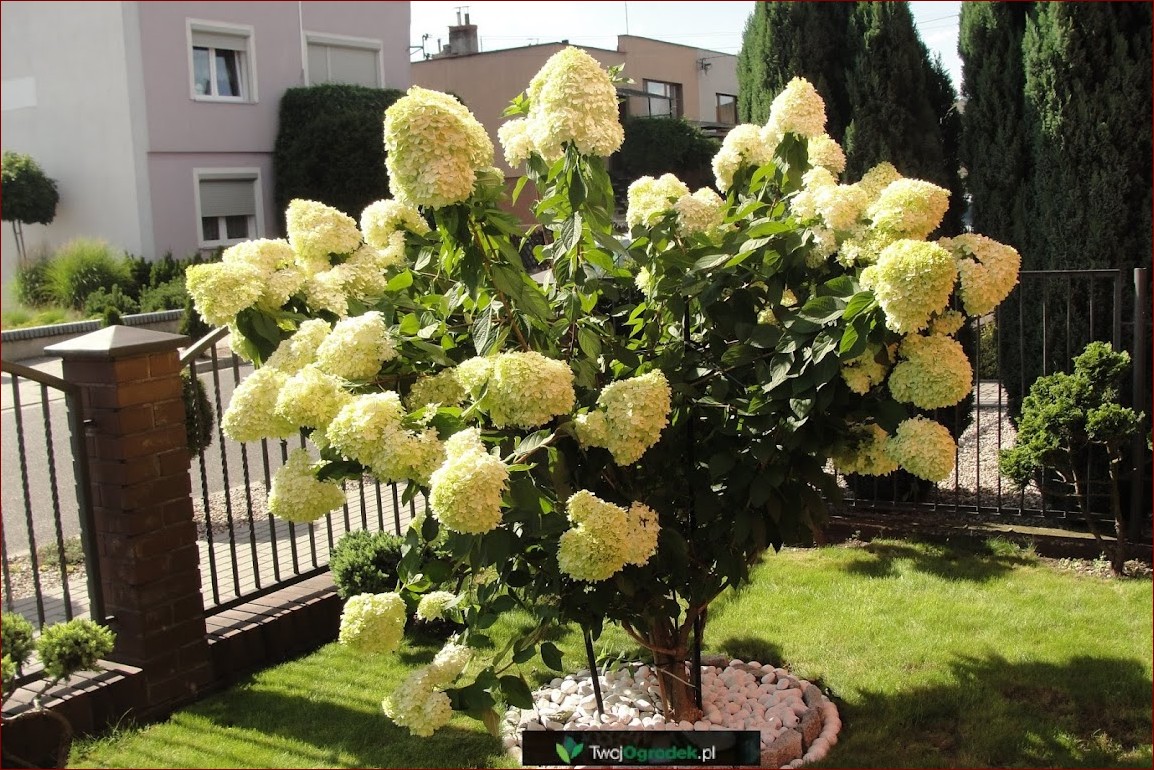 Kiedy sadzić hortensje bukietowe - poznaj najlepszy czas i wskazówki