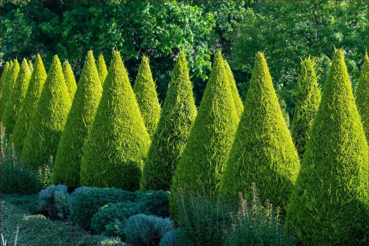 Kiedy sadzić iglaki? Poznaj najlepszy czas i skuteczne sposoby!