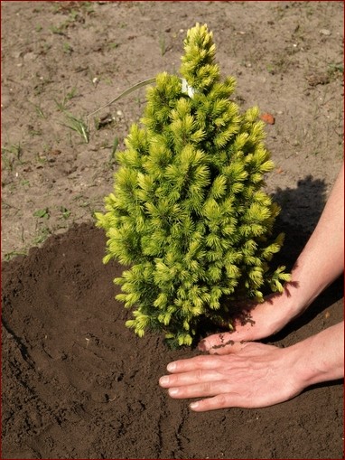 Kiedy sadzić iglaki? Poznaj najlepszy czas i skuteczne sposoby!