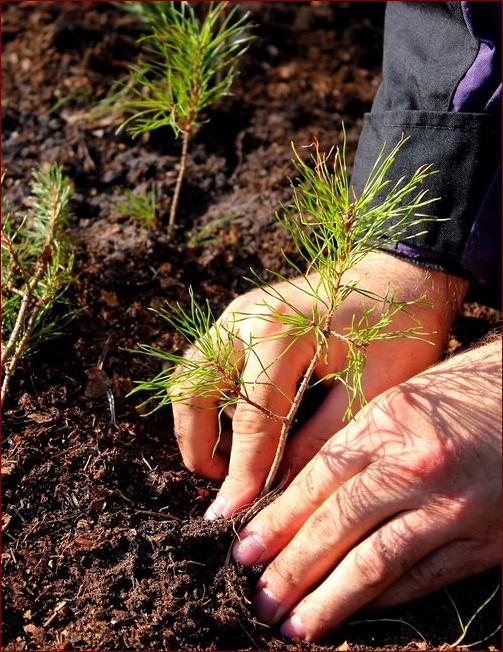 Kiedy sadzić iglaki? Poznaj najlepszy czas i skuteczne sposoby!