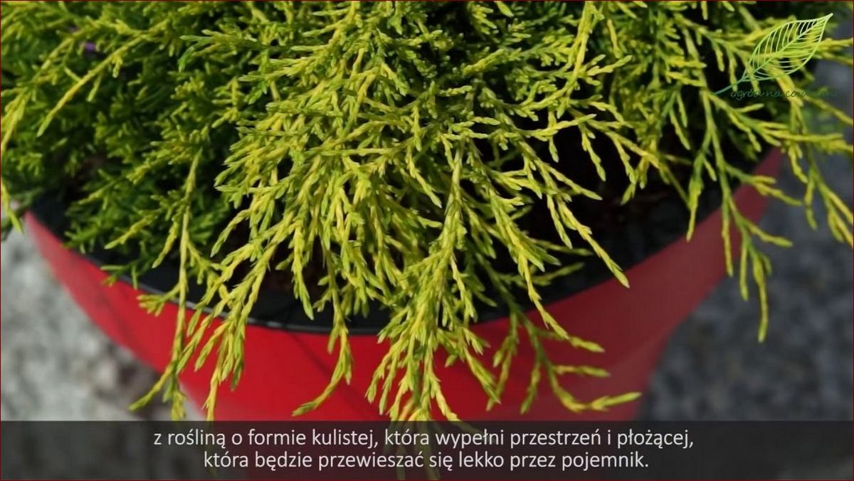 Kiedy sadzić iglaki? Poznaj najlepszy czas i skuteczne sposoby!