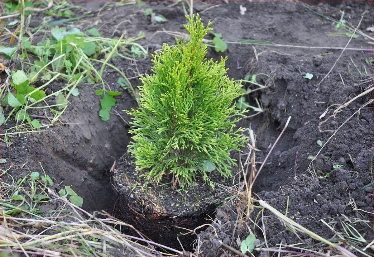 Kiedy sadzić iglaki? Poznaj najlepszy czas i skuteczne sposoby!