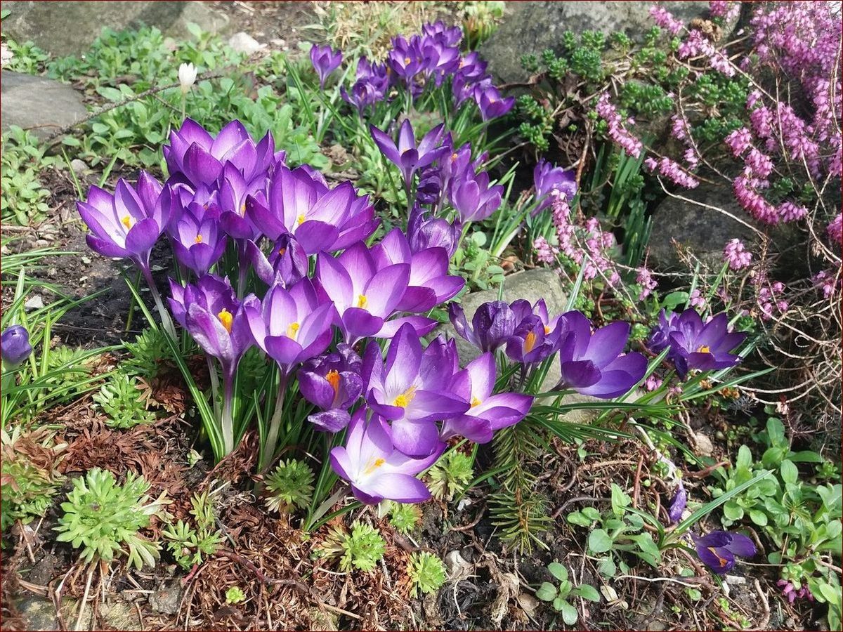 Kiedy sadzić krokusy? Sekret wczesnej wiosny w Twoim ogrodzie!